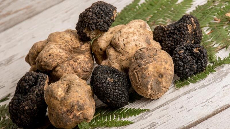 Nấm truffle là gì? Vì sao nấm truffle giá lên tới vài ngàn USD/kg? 14 nấm Truffle đen và trắng